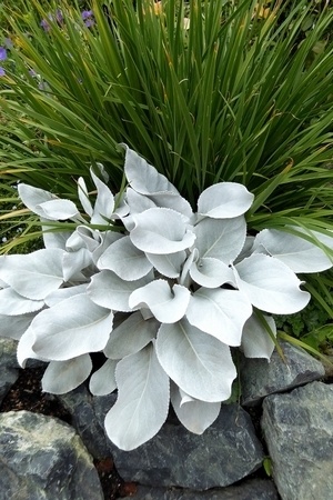 Une des plus belles plante à feuillage gris argenté: Senecio candicans Angel Wings