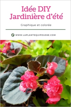 DIY composition d'une jardinière d'été