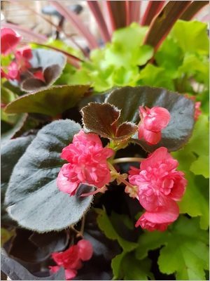 Composer une jardinière d'été: begonia semperflorens aux fleurs doubles rose vif et feuilles bronze