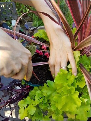 DIY composer une jardinière d'été colorée et belle toute l'année