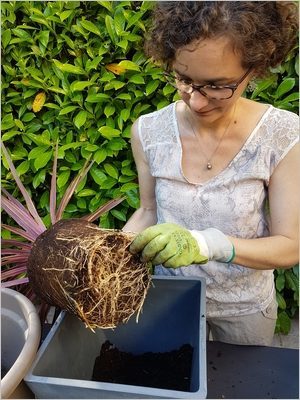 DIY Composer une jardinière d'été: étapes comment planter une jardinière d'été réussie