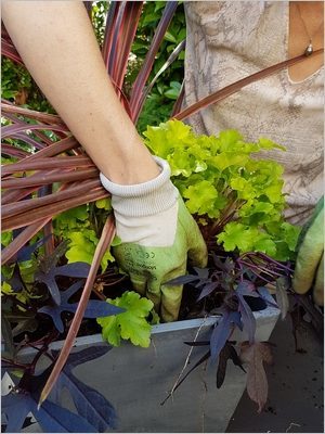 Composer une jardinière d'été, quelles plantes choisir pour un grand pot graphique et moderne?