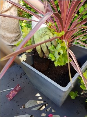 Composer une jardinière d'été toutes saisons avec des plantes vivaces colorées toute l'année