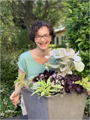 DIY Composer une jardinière d'été avec le superbe Séneçon blanc Angel Wings (Senecio candicans), idée de composition