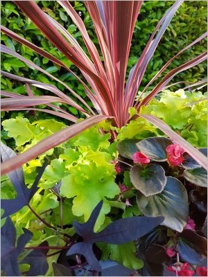 Composer une jardinière d'été : idée DIY plein soleil ou mi-ombre