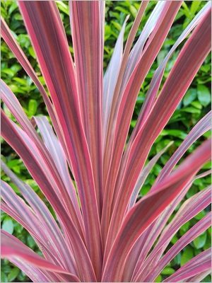 Cordyline Pink Passion: une plante au beau feuillage décoratif persistant rose et pourpre, graphique et moderne