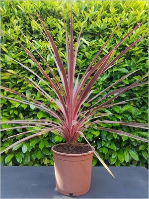 Cordyline Pink Passion aux feuilles roses et pourpres très graphique au jardin et en pot