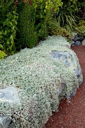 Belle plante retombante à feuillage gris argenté: dichondra argentea Silver Falls, pour murets, rocailles, suspensions, couvre-sol...