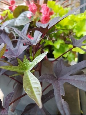 Feuillage décoratif retombant noir et vert: Ipomoea batatas Blacky, pour pots et jardinières d'été