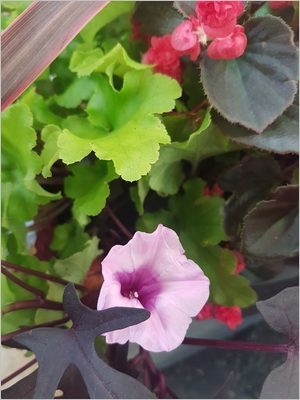 Fleur de patate douce décorative (Ipomoea batatas Blacky), idéale pour composer une jardinière d'été colorée