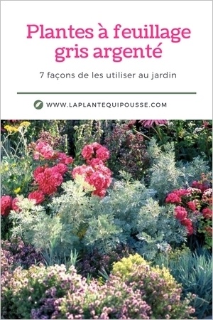 Plante à feuillage gris argenté: 7 façons d'utiliser les plantes grises au jardin.