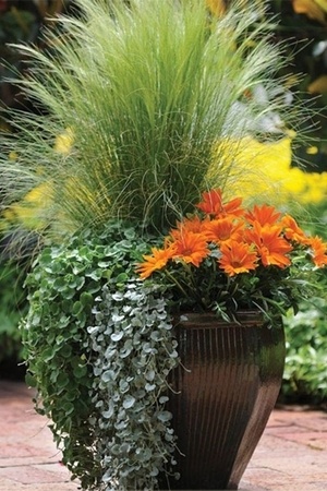 Dichondra argentea Silver Falls: une plante à feuillage gris argenté idéale pour les pots, jardinières et plantes suspendues. Découvrez tout sur les plus belles plantes grises