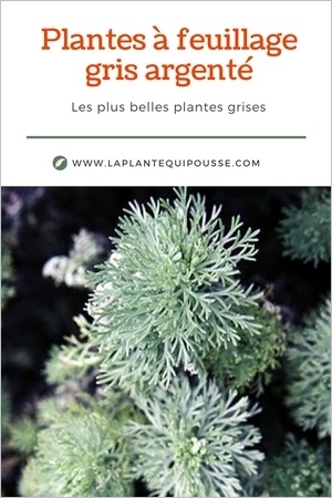 Plante à feuillage gris argenté: sélection des plus belles plantes grises et comment les utiliser au jardin.
