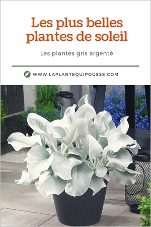 Plante à feuillage gris argenté: sélection des plus belles plantes grises pour le soleil. Ici Senecio candicans Angel Wings.