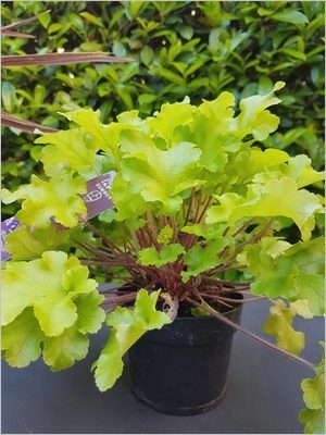 Heuchera Lime Marmalade: plante vivace persistante, au feuillage coloré pour des pots et jardinières