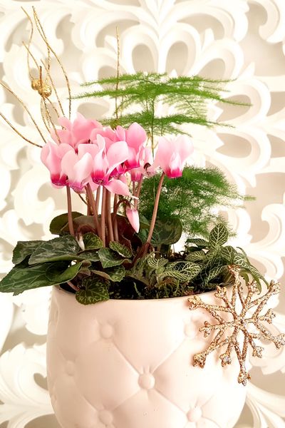 Planter soi-même une composition de plantes d'intérieur féminine pour les fêtes