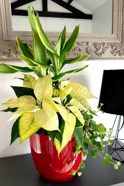 Fleur De Plante D'intérieur Dans Un Pot Terreau Pour La Plantation