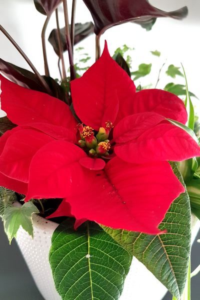 Idées pour créer soi-même de superbes compositions avec des poinsettias