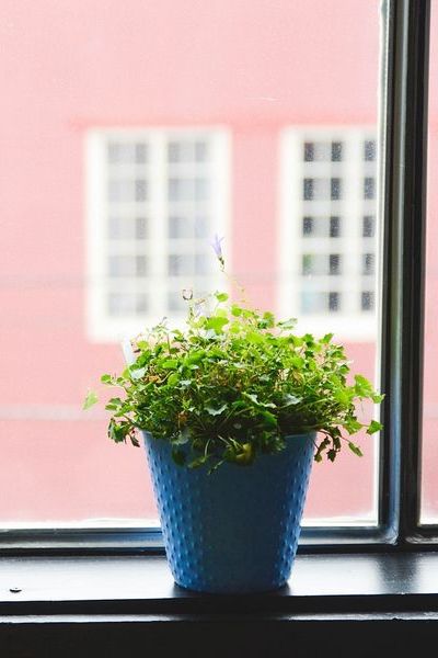 5 astuces pour réussir les plantes d'intérieur - Gamm vert