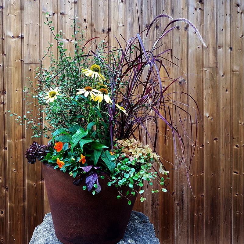 Cours en ligne atelier et Idée de création jardinière sauvage, naturelle et champêtre. Créez une jardinière selon votre style.