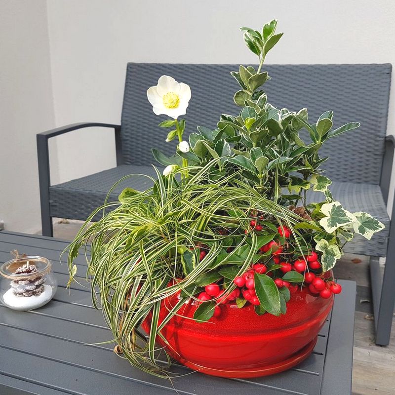 Modèle de jardinière d'hiver de vivaces facile à reproduire: pot rouge, hellébore...