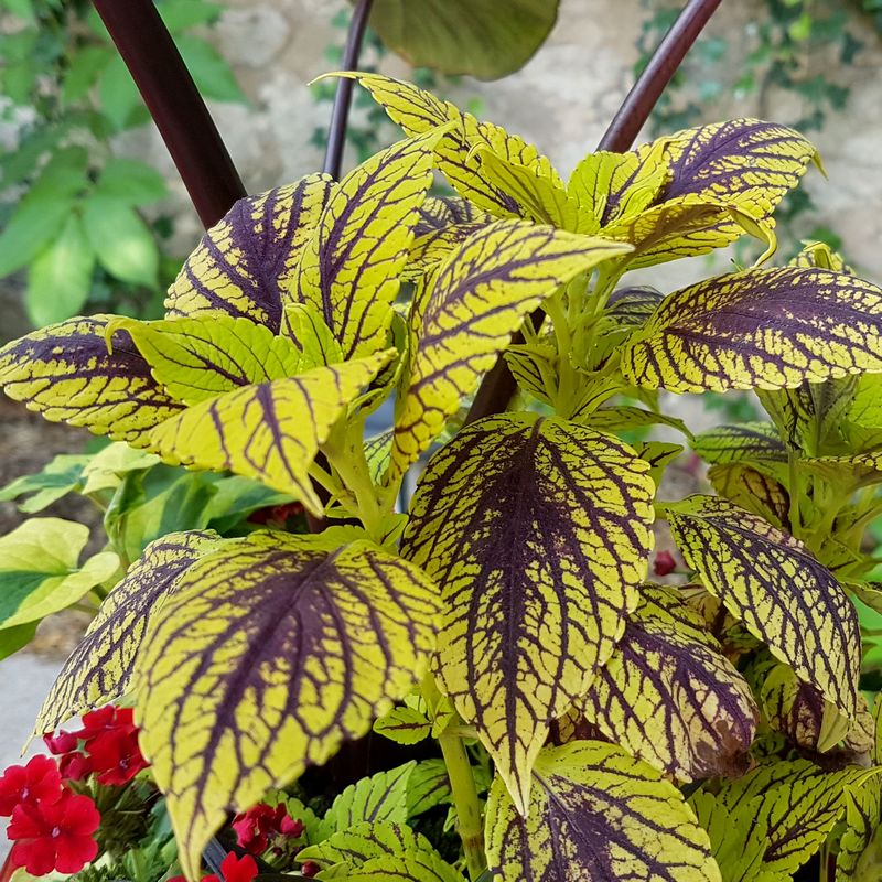 Jardinière tropicale avec Coleus Caipirinha