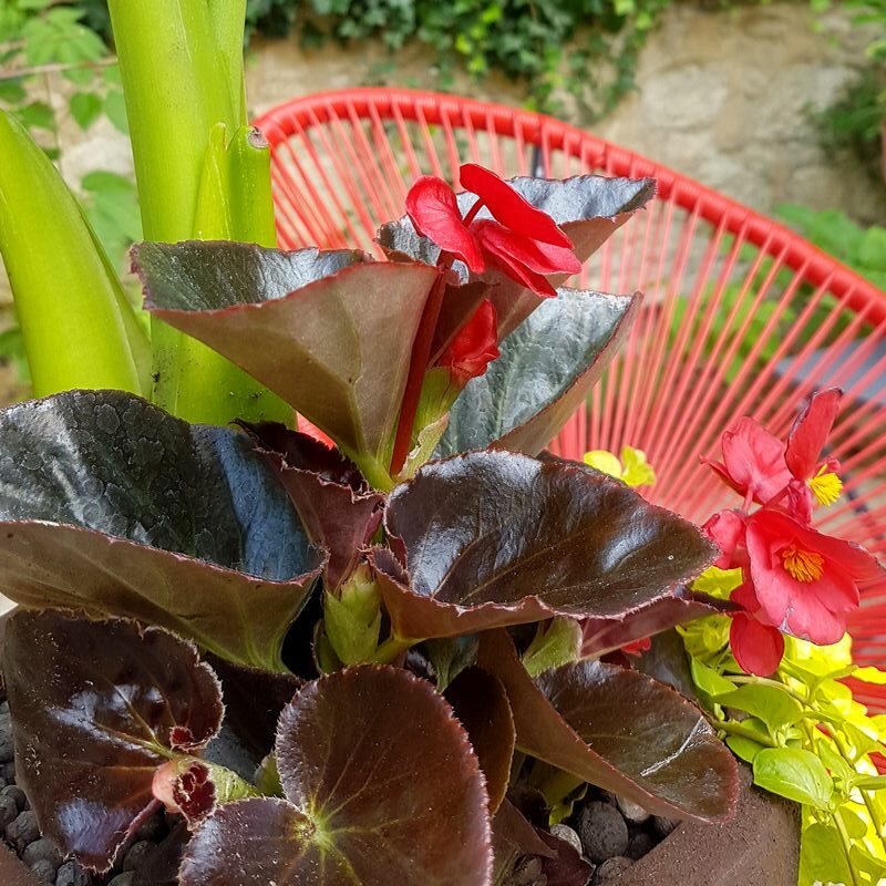 Jardinière exotique extérieur intérieur mi-ombre Begonia rouge