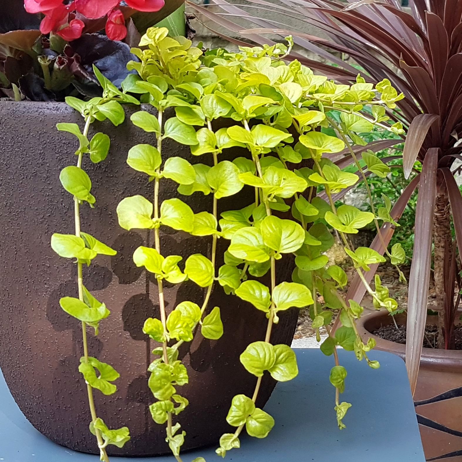 Jardinière exotique extérieur intérieur mi-ombre Krabi avec lysimachia nummularia aurea