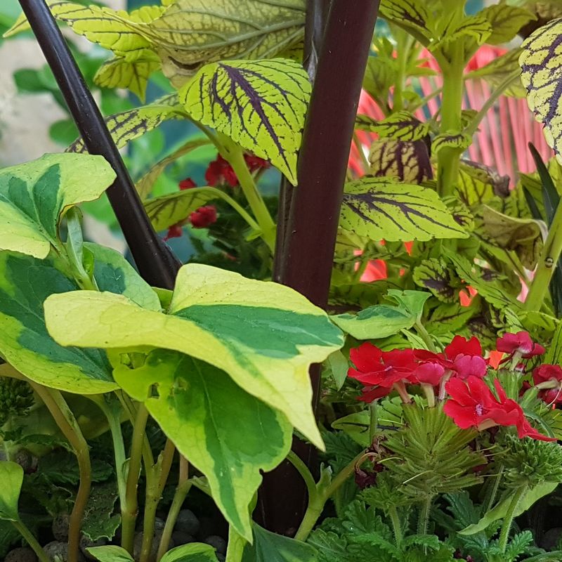 Jardinière tropicale avec Houttuynia cordata et verveine rouge, sur fond Colocasia Black Stem