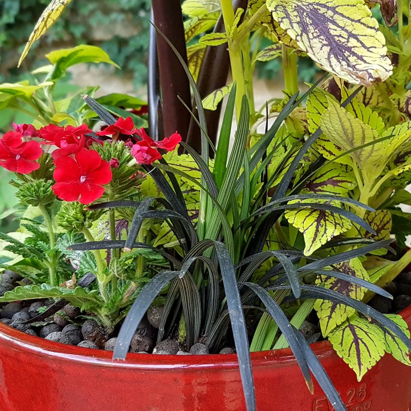 Jardinière tropicale avec ophiopogon nigrescens, coleus caipirinha, verveine rouge, houttuynia cordata et colocasia black stem