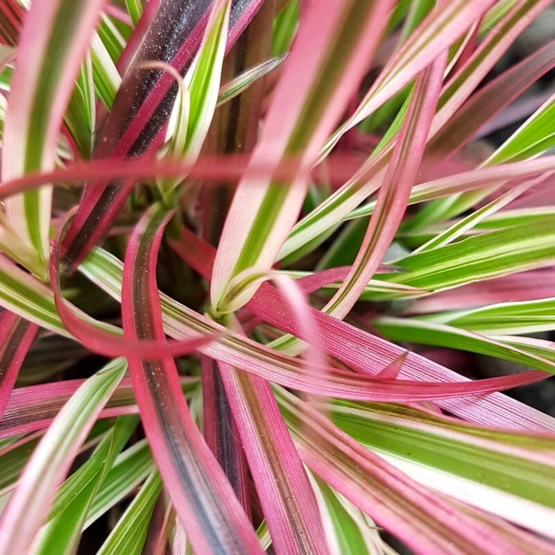 Pennisetum Fireworks en jardinière plein soleil