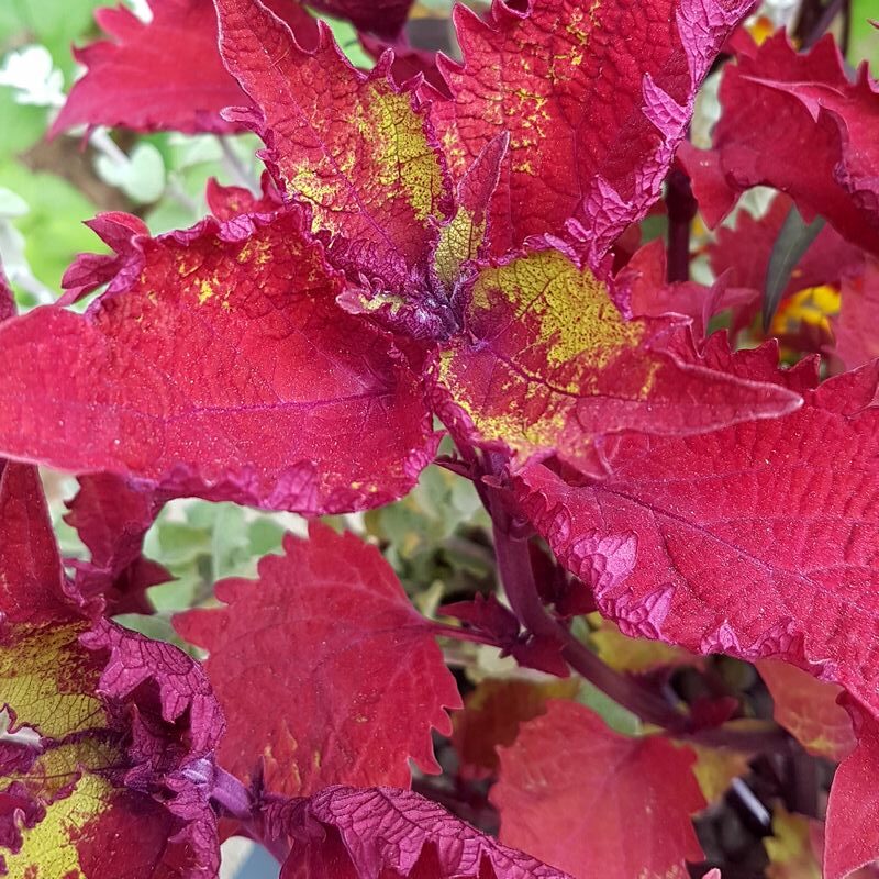 Jardinière exotique avec Coleus Henna