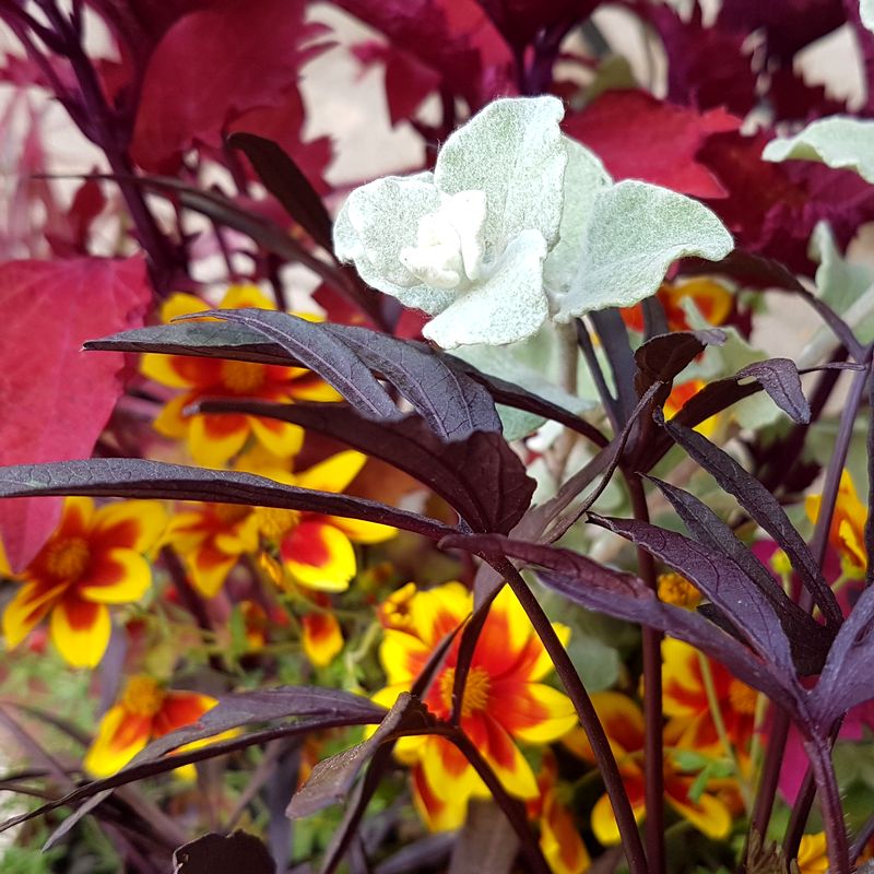 Jardinière exotique Bidens, Helichrysum, Ipomoea, Coleus