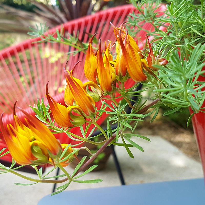 Jardinière plein soleil avec Lotus berthelotii