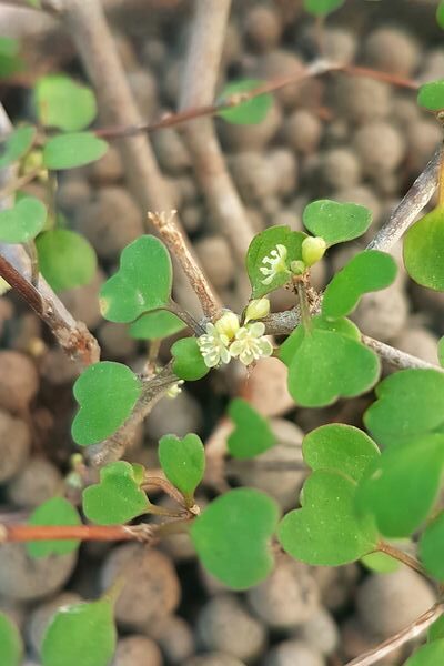 Fleurs de Muehlenbeckia astonii