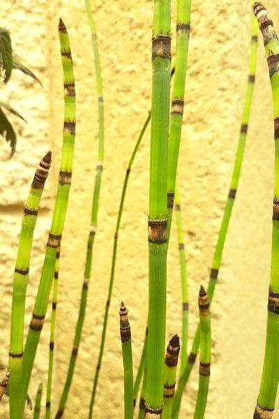Prêle japonaise Equisetum hyemale japonicum plante fête des pères