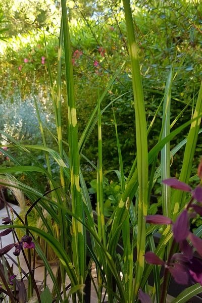 Miscanthus sinensis strictus - idée cadeau fête des pères