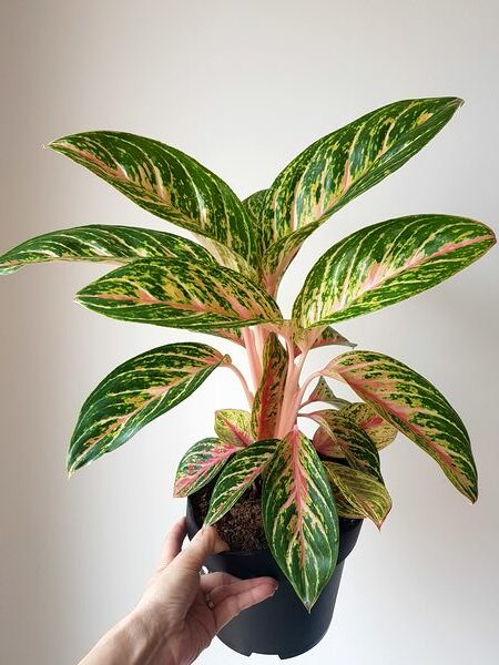 Aglaonema Cocomelon: conseils entretien de cette belle plante d'intérieur au feuillage panaché de rose