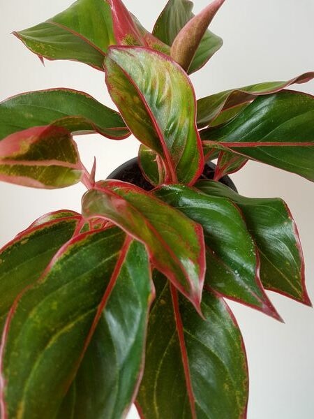 Aglaonema Siam Aurora, une belle plante verte aux feuilles panachées de rose, pour jungle intérieure!