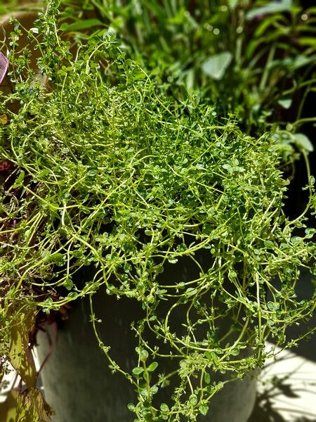 Plante aromatique décorative pour balcon terrasse plein soleil: le thym doré!