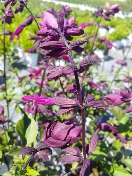 Sauge aux tiges et fleurs pourpres Love and Wishes, idéale pour le plein soleil dans un jardin de style naturel