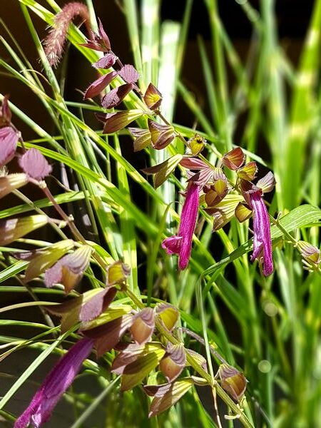 Sauge Love and Wishes, superbe vivace en jardinière plein soleil