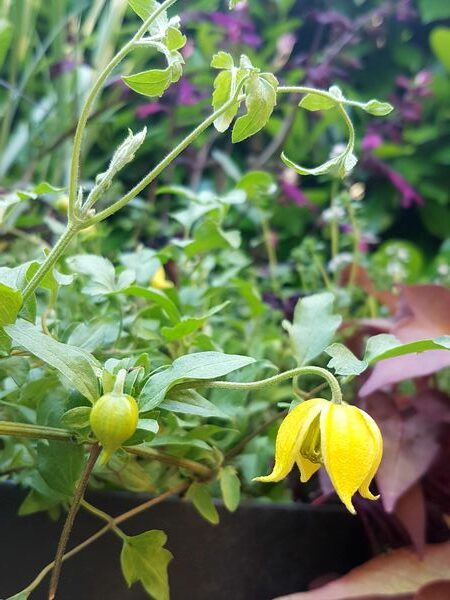 Jolie fleur jaune pour jardinière plein soleil sur balcons et terrasses: clématite naine Clematis tangutica Little Lemons