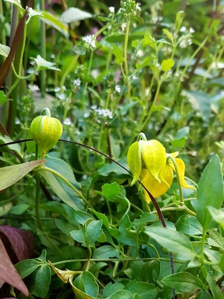 Petite clématite pour balcons terrasses et jardinière plein soleil: Clematis Little Lemons