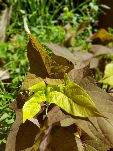 Feuillage décoratif pour jardinière plein soleil: ipomoea batatas couleur bronze