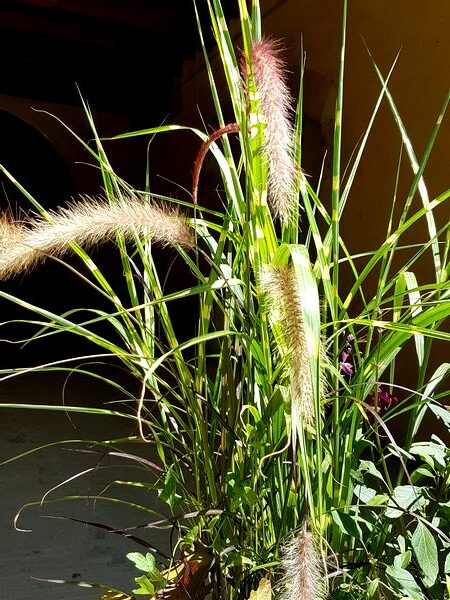 Pennisetum rubrum: une graminée idéale dans une jardinière plein soleil