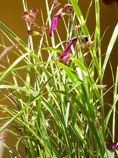 Plante vivace pour jardinière plein soleil: une graminée originale, le Miscanthus sinensis Strictus