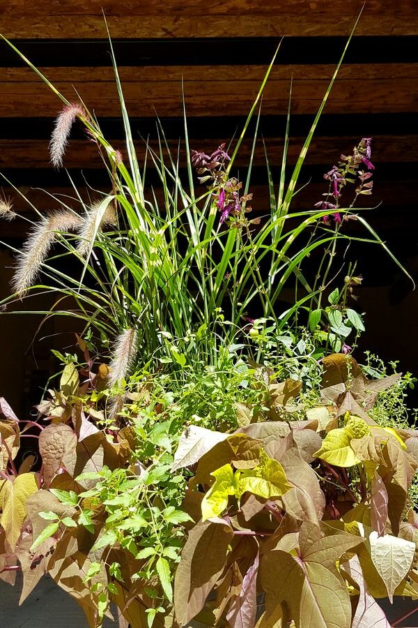 Idée DIY grande jardinière plein soleil au style nature et champêtre