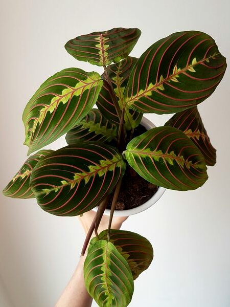 Maranta leuconara Fascinator Tricolor: une plante superbe pour l'intérieur