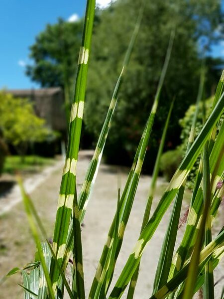 Miscanthus sinensis strictus dwarf: graminée originale aux feuilles zébrées panachées